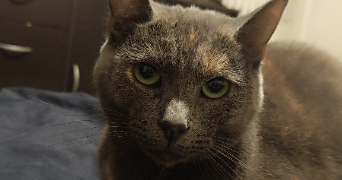 manon pet sitter à THIAIS 94320_3