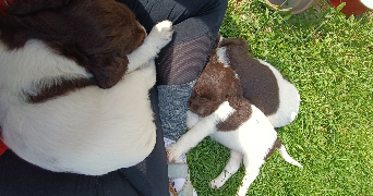 manon pet sitter à PESSAC 33600_1