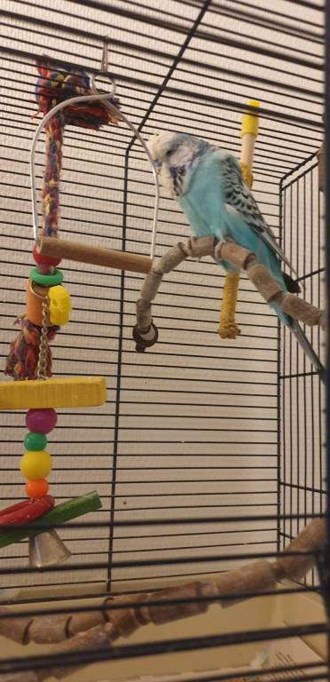 marie  pet sitter à Linselles 59126_5