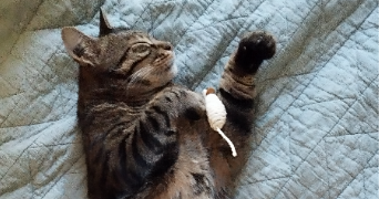 vincent pet sitter à BORDEAUX 33100_3
