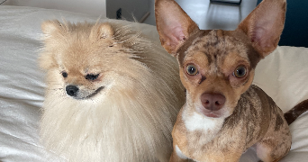 carla pet sitter à STRASBOURG 67000_5