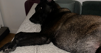 armony pet sitter à THIAIS 94320_1