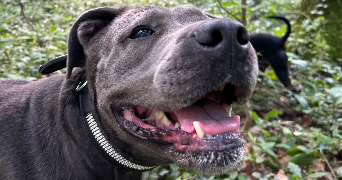 narjisse pet sitter à MONTMORENCY 95160_2