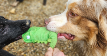 marlene pet sitter à AUNEAU BLEURY ST SYMPHORIEN 28700_10