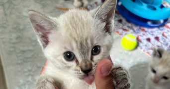 lou pet sitter à NANCY 54000_2