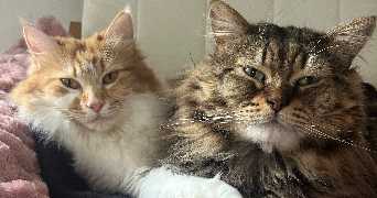 camille pet sitter à GARLIN 64330_1
