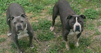 elsa pet sitter à ST ETIENNE DU ROUVRAY 76800_4