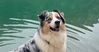 pauline pet sitter à ANGERS 49100_2