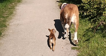 elodie pet sitter à LIEVIN 62800_1