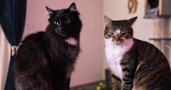 emmy pet sitter à COLOMIERS 31770_3