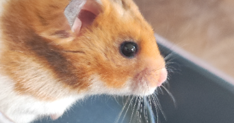 ysalyne pet sitter à DIJON 21000_2