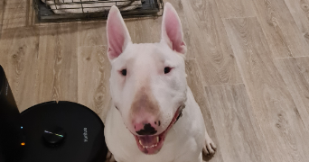 méghane pet sitter à Roissy-en-Brie 77680_3