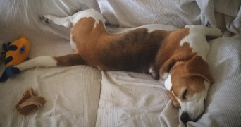 sylvie pet sitter à CEINTREY 54134_7