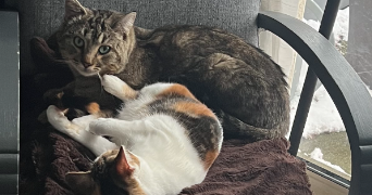 amandine pet sitter à SAUXILLANGES 63490_3