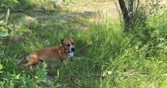patricia pet sitter à Saint-André-de-Cubzac 33240_9