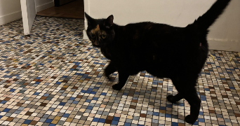 inssaf pet sitter à PONTOISE 95300_2