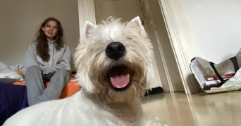 soline pet sitter à Lannion 22300_6