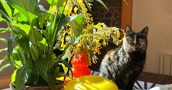 hugo pet sitter à Grenoble 38000_4
