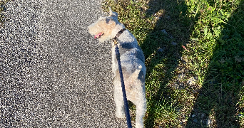 eleonore pet sitter à LYON 06 69006_1