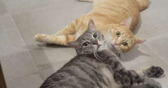 chiara pet sitter à ALES 30100_1