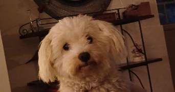 corinne pet sitter à MONTEUX 84170_1