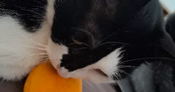 léa pet sitter à EPINAY SUR ORGE 91360