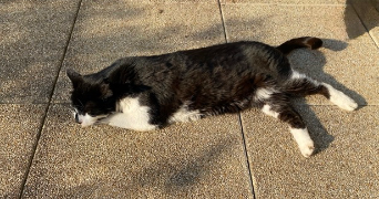 laetitia pet sitter à BORDEAUX 33000_3