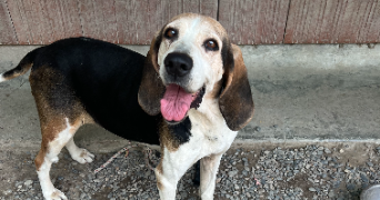 lila pet sitter à CEPET 31620_2