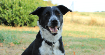 chloe pet sitter à MOLLES 03300_1