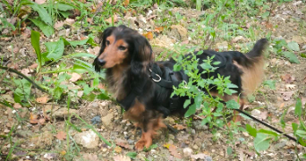 amelie pet sitter à LES ARCS 83460_0