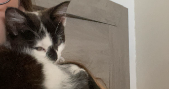 lana pet sitter à BEVILLERS 59217_4