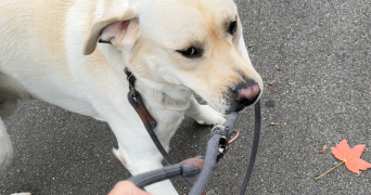 lucie pet sitter à CHANTILLY 60500_3