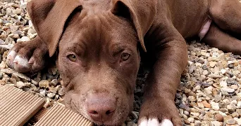 estelle pet sitter à BUCHELAY 78200