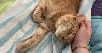 mickaela pet sitter à Saint brieuc 22000_4