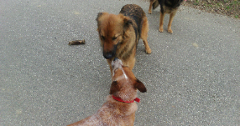 mickael dog sitter à ST BALDOPH 73190_1