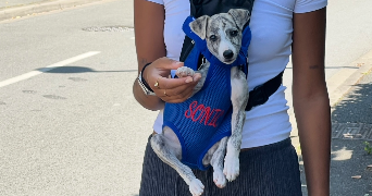 charlotte pet sitter à LA TESTE DE BUCH 33260_3