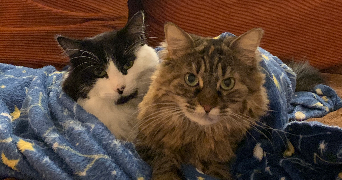 mélusine pet sitter à PARIS 10 75010_2