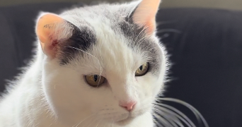 léana pet sitter à BESANCON 25000_1