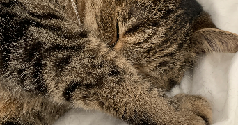 lolly pet sitter à TOURS 37000_1