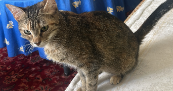 sanaë pet sitter à ROSOY 89100_2