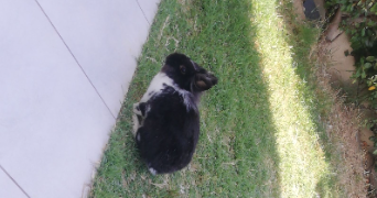 rachel pet sitter à MONTPELLIER 34000_1