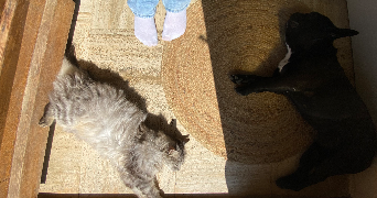 yria pet sitter à CHAMBERY 73000_5