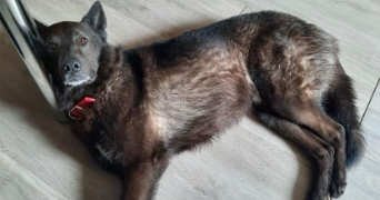 ana pet sitter à VALDEROURE 06750_5
