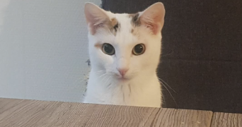 alisson pet sitter à GRENOBLE 38000_3