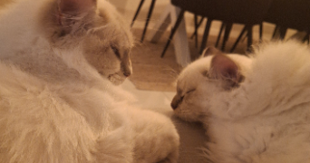 corentine pet sitter à SIVRY ANTE 51800_5