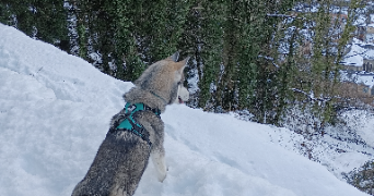 heloise pet sitter à CAUTERETS 65110_1