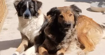 sabrina pet sitter à ROUGEMONT LE CHATEAU 90110