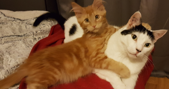 antoine pet sitter à PALAU DEL VIDRE 66690_1