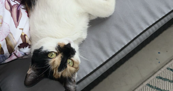 ely pet sitter à VILLEURBANNE 69100_0