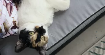 ely pet sitter à VILLEURBANNE 69100